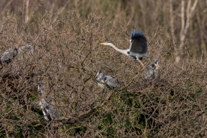 Wilflide sightings - 18/04/2022